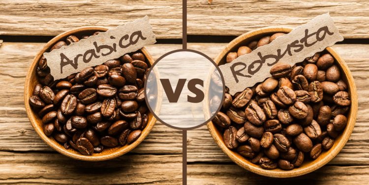 Diferenças entre o Café Arábica e o Café Robusta